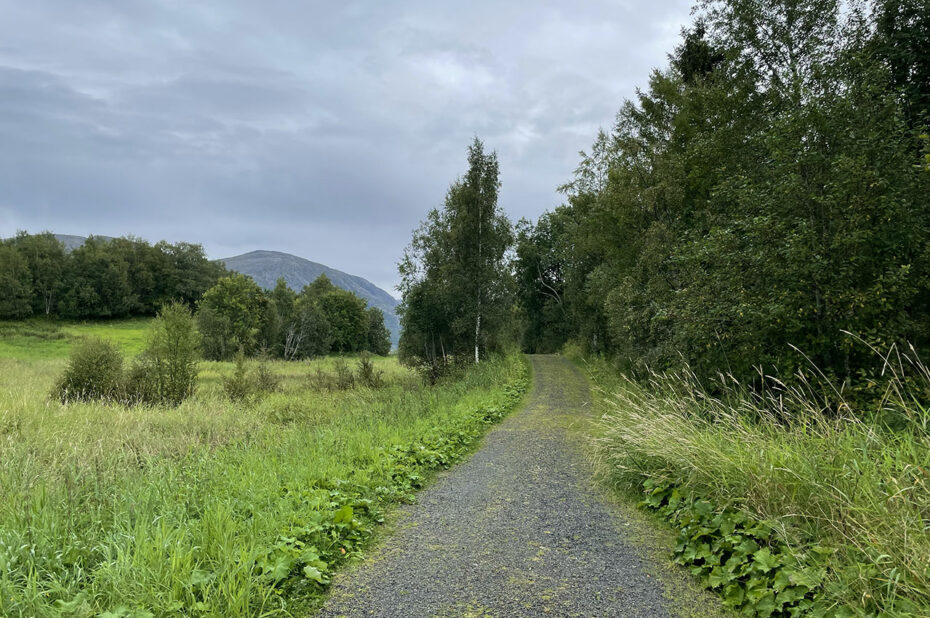 Le chemin de randonnée avant d'atteindre la forêt