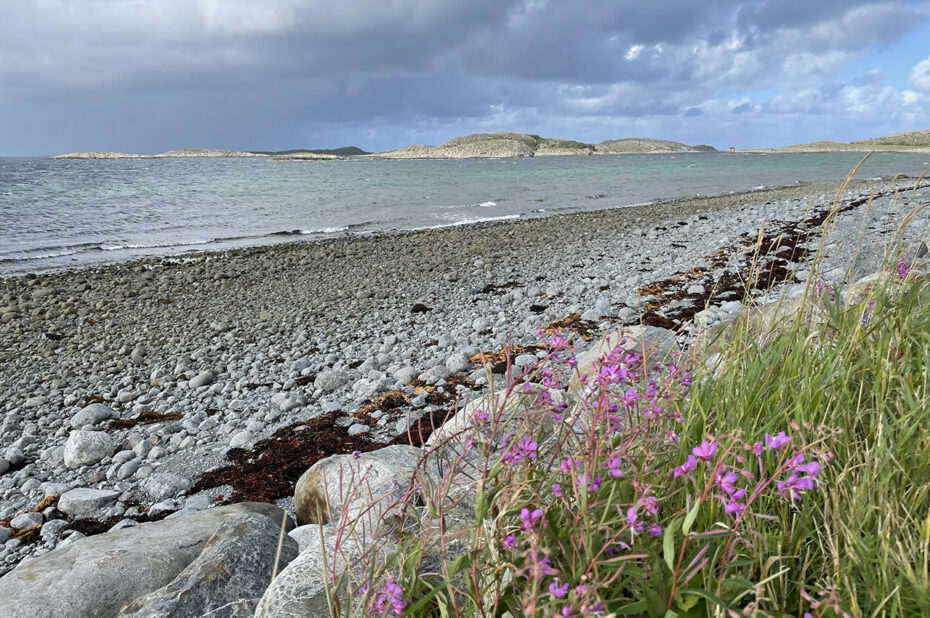 Fleurs roses face à la plage de Sundsvollstranda