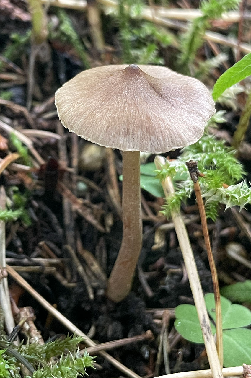 Inocybe (champignon) dans la forêt