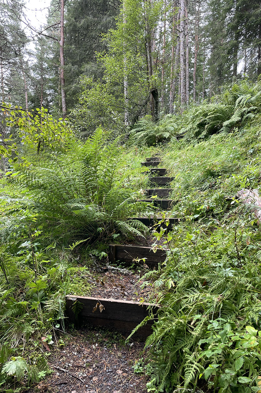 Des marches ont été faites sur le sentier dans la forêt