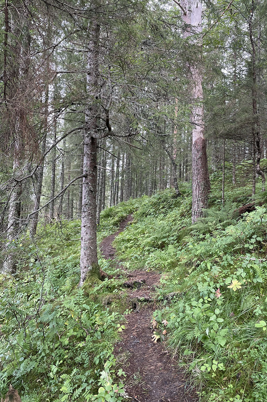 Le petit chemin grimpe dans la forêt