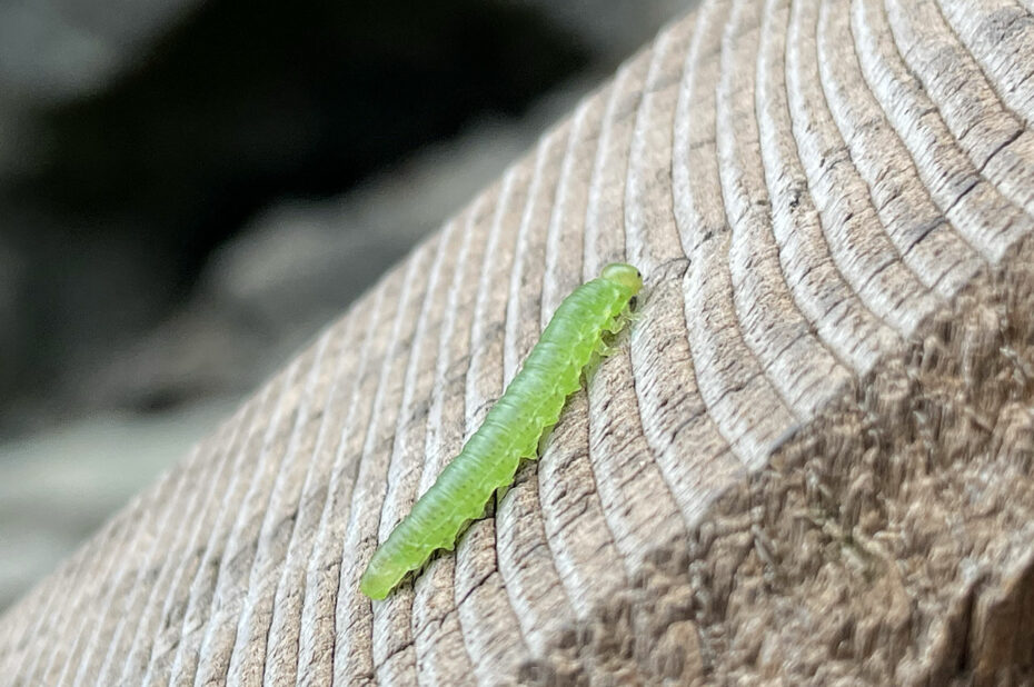 Petite chenille verte