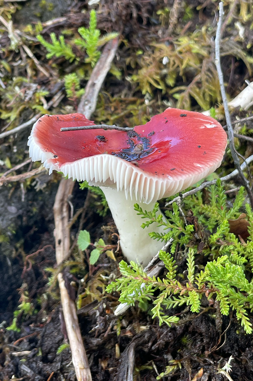 Russule émétique (champignon)