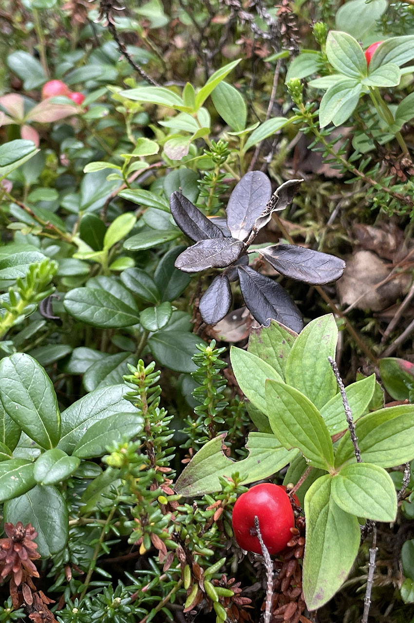 Des baies non comestibles sur le sol de la forêt