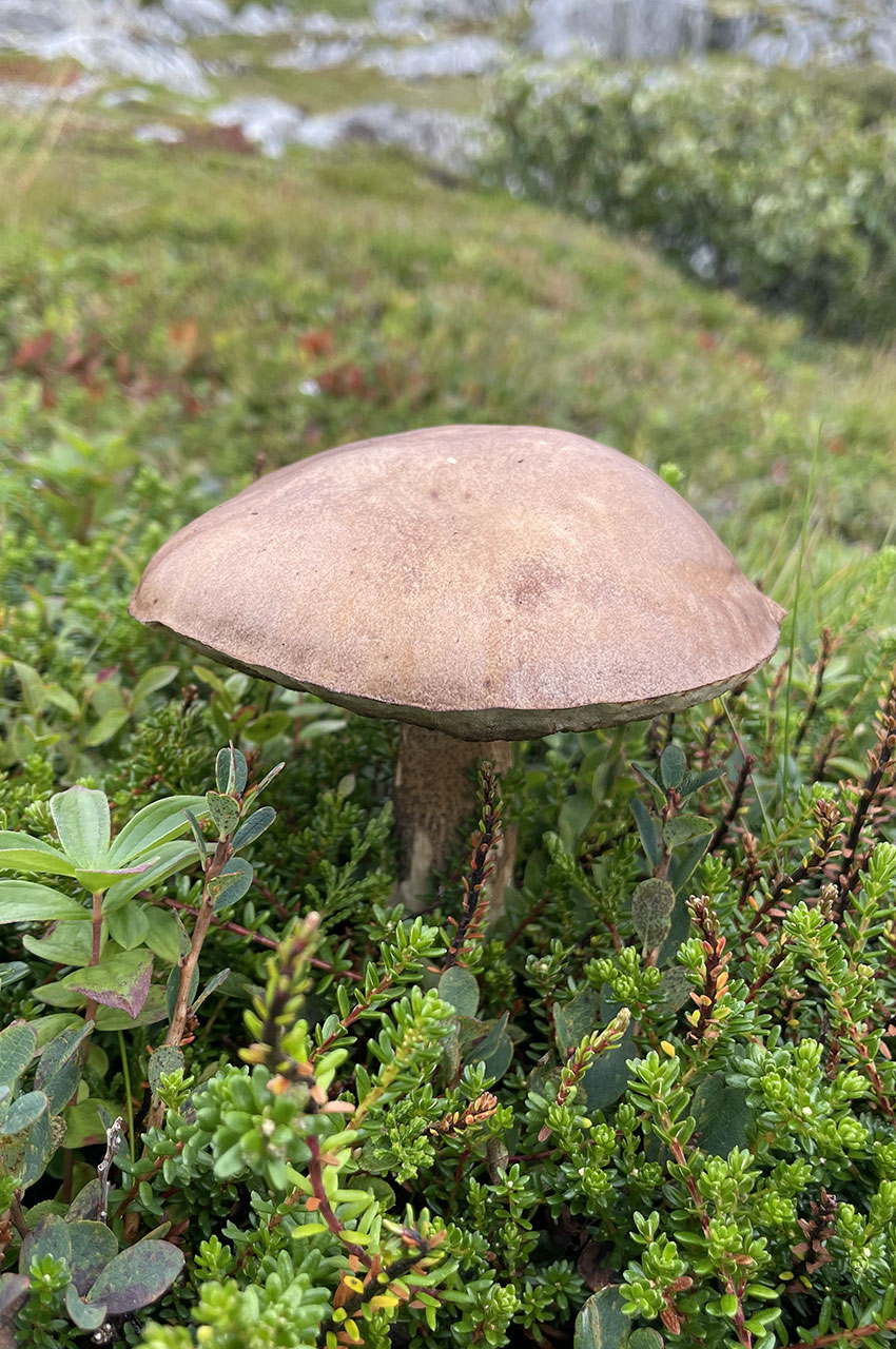 Bolet rude (champignon)