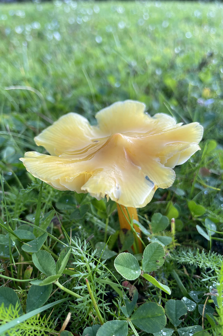 Hygrophore jaune soufre (champignon)