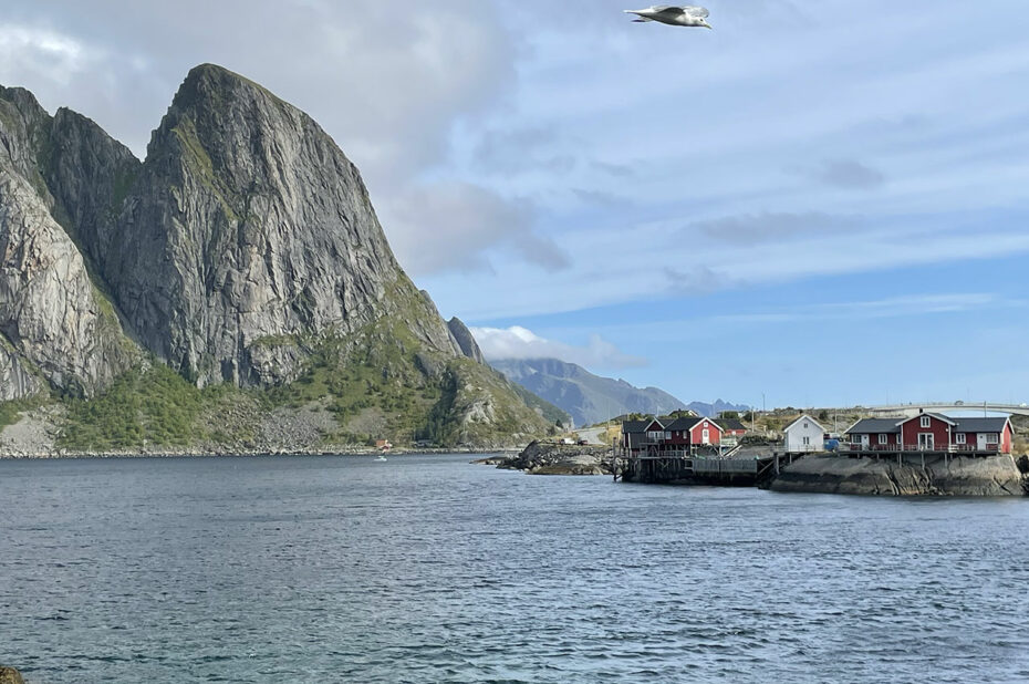 Un oiseau survole l'île de Sakrisøy aux Lofoten