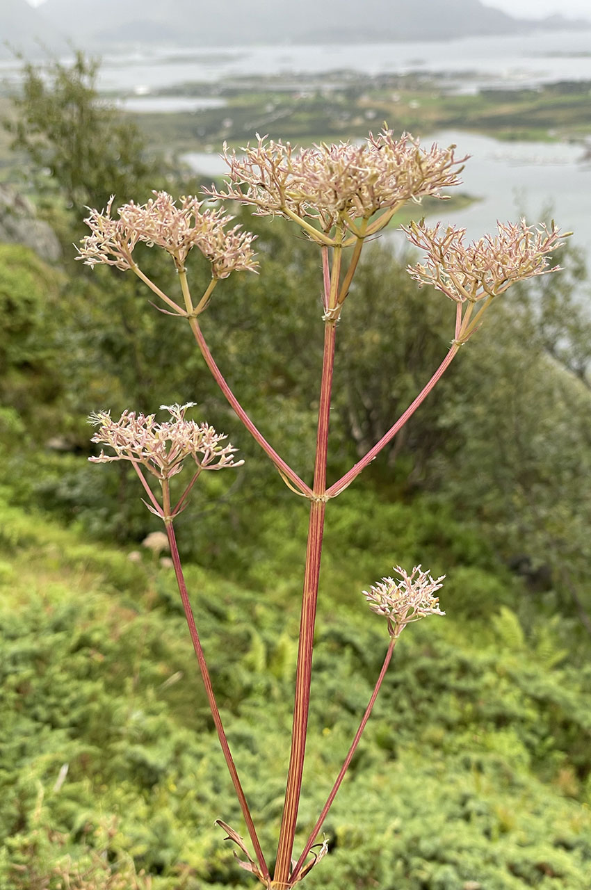 Plant de valériane au bord du chemin de randonnée