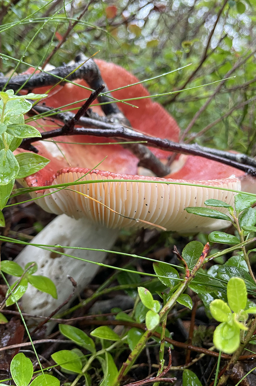 Une russule rouge, champignon des sous-bois