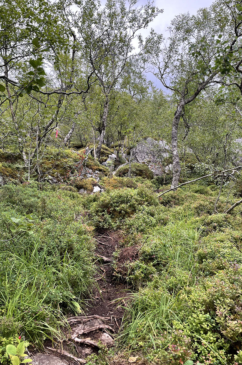 Le sentier de randonnée démarre dans la forêt