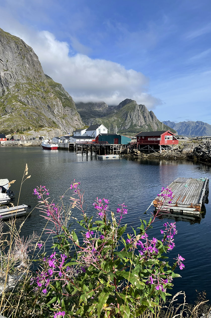 Des fleurs roses en été, face au port d'Hamnøy