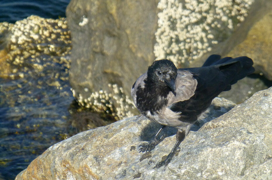 Corneille grise (oiseau)