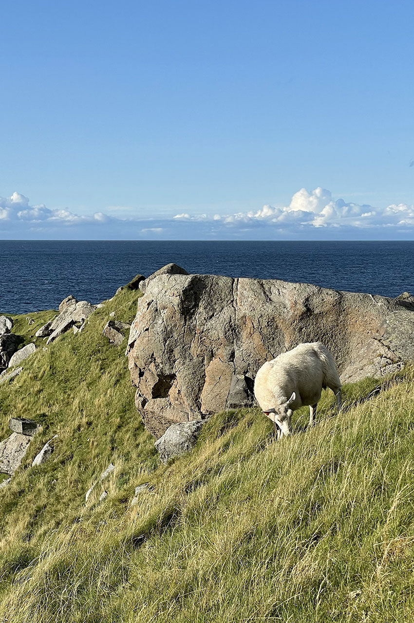 Mouton broute l'herbe face à la mer