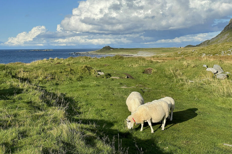 Des moutons qui broutent dans un paysage magnifique