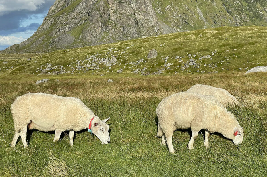 De nombreux moutons