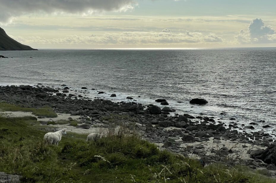 Des moutons face à la mer de Norvège