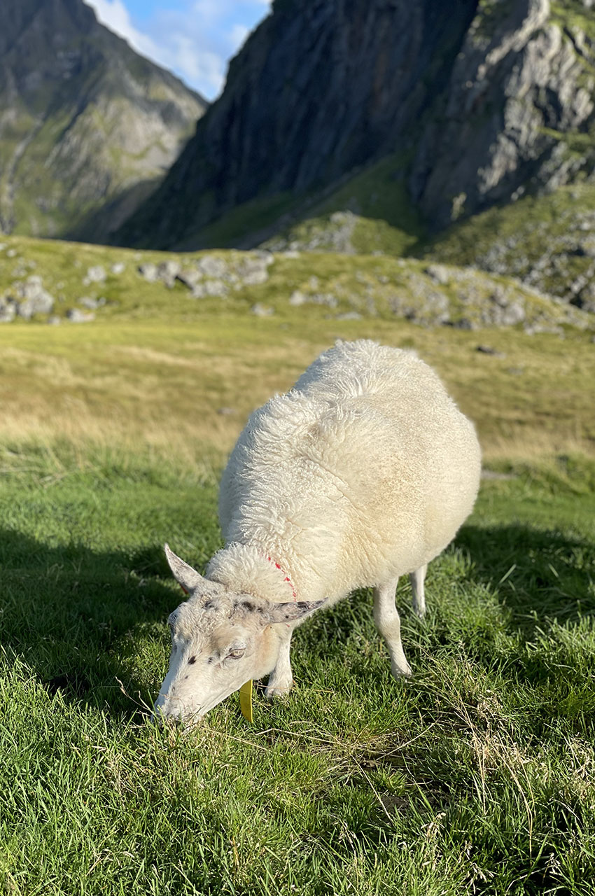 Portrait d'un mouton en train de brouter