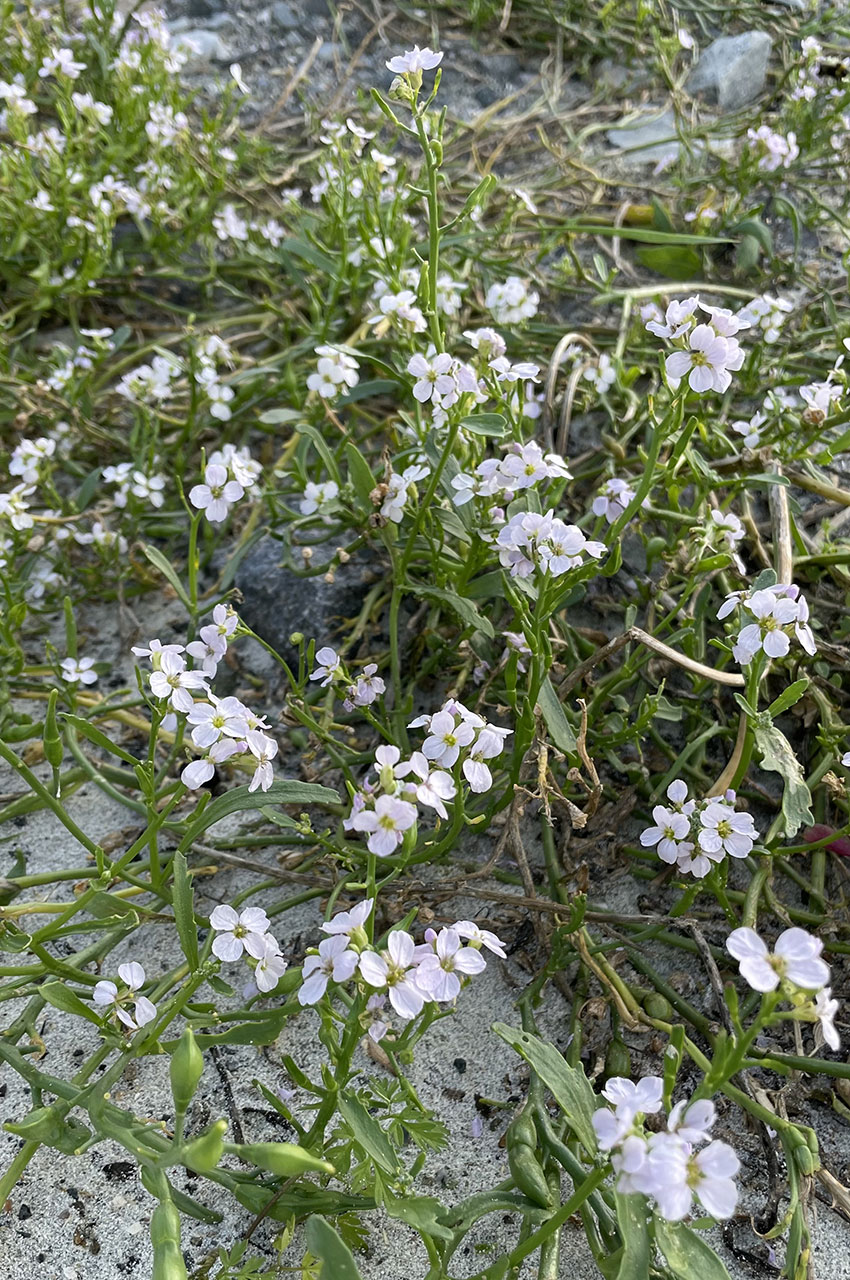 Roquette de mer (fleur)