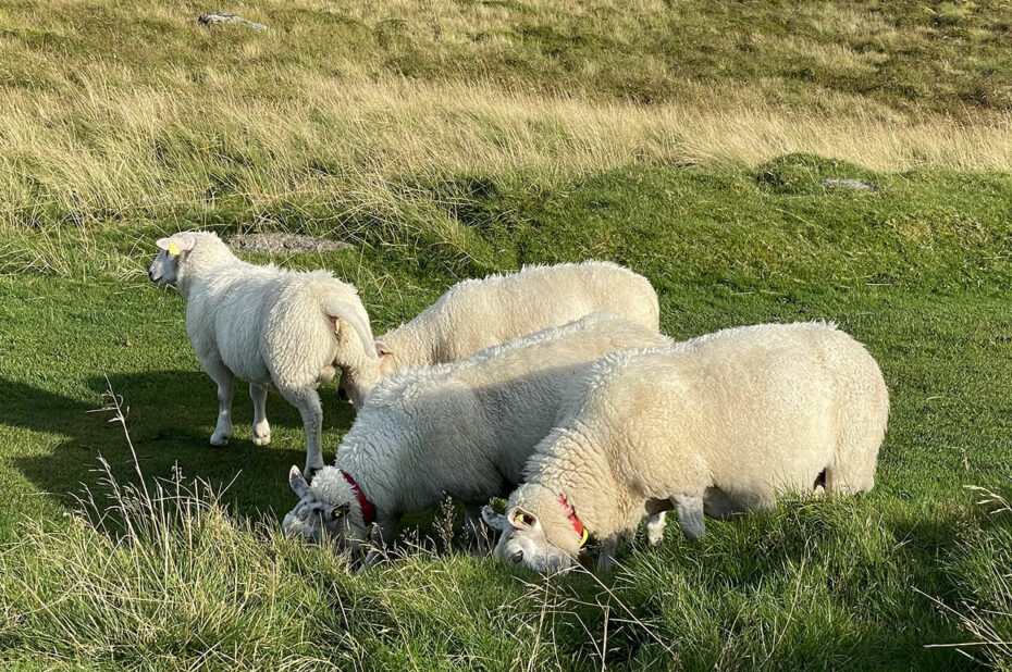 Troupeau de moutons en pleine nature