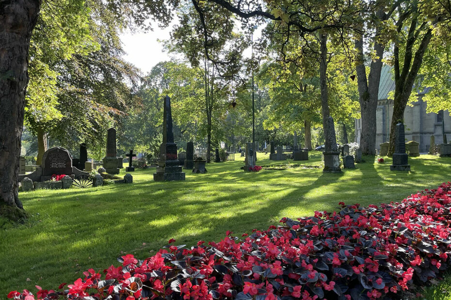 Des bégonias rouges le long des allées du cimetière