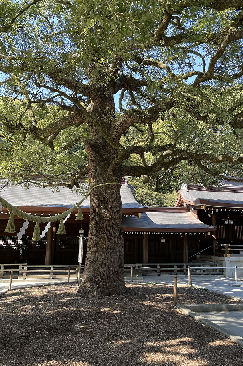 Des arbres immenses entourent le sanctuaire