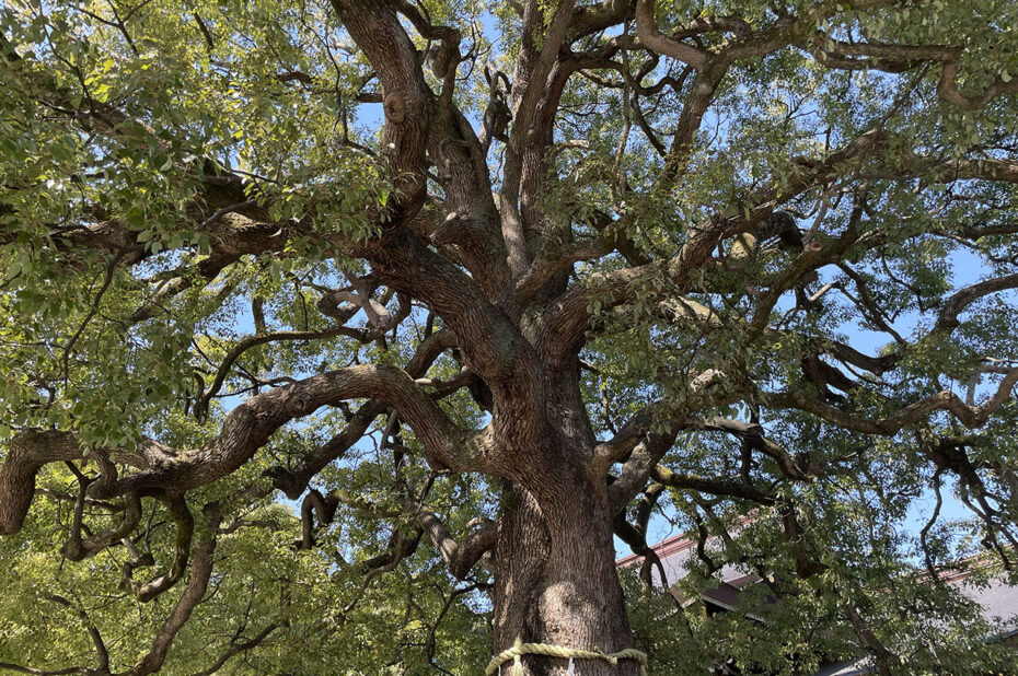 Les arbres incroyables du sanctuaire Meiji Jingu