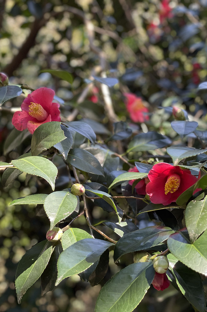 Camélia du Japon