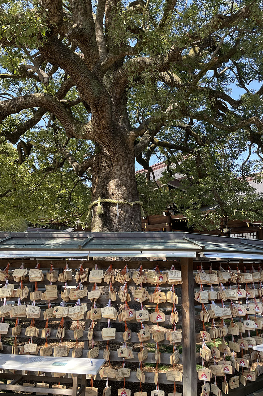 Des ema, sur lesquels les visiteurs écrivent vœux et prières