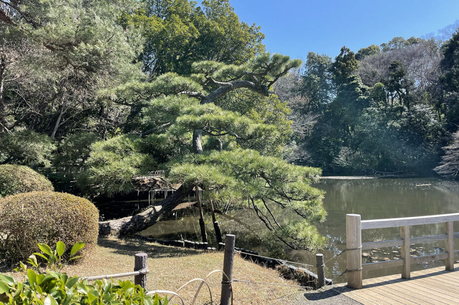 Promenade bucolique dans le jardin Meiji Jingu Gyoen
