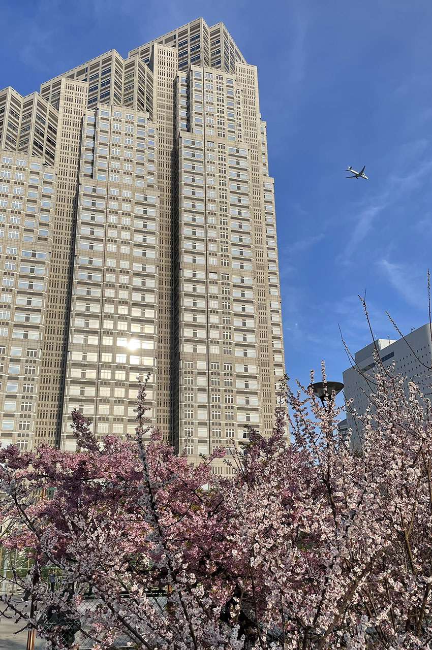 Cerisiers en fleur au pied des buildings à Shinjuku