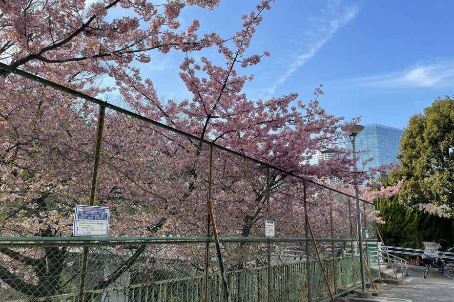 Cerisiers en fleurs à Shinjuku