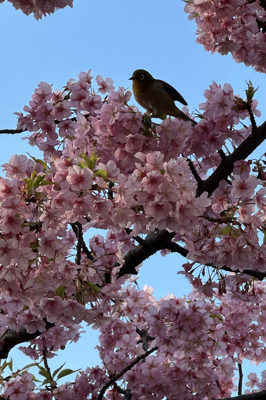 Petit oiseau dans un cerisier en fleur