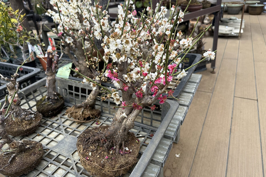 Bonzaïs sur le toit du grand magasin Mitsukoshi