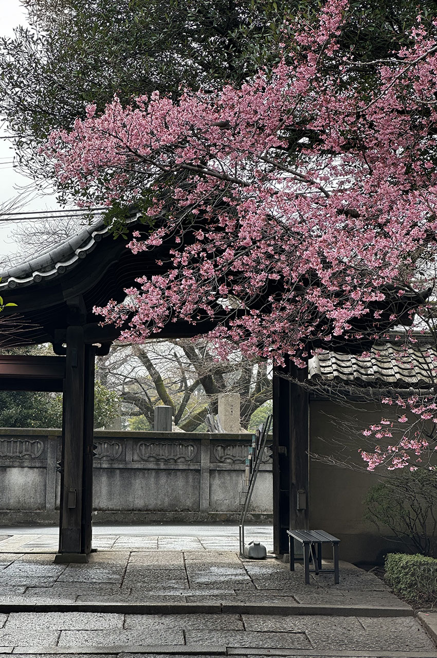 Les cerisiers en fleurs mettent de la couleur dans la grisaille ambiante