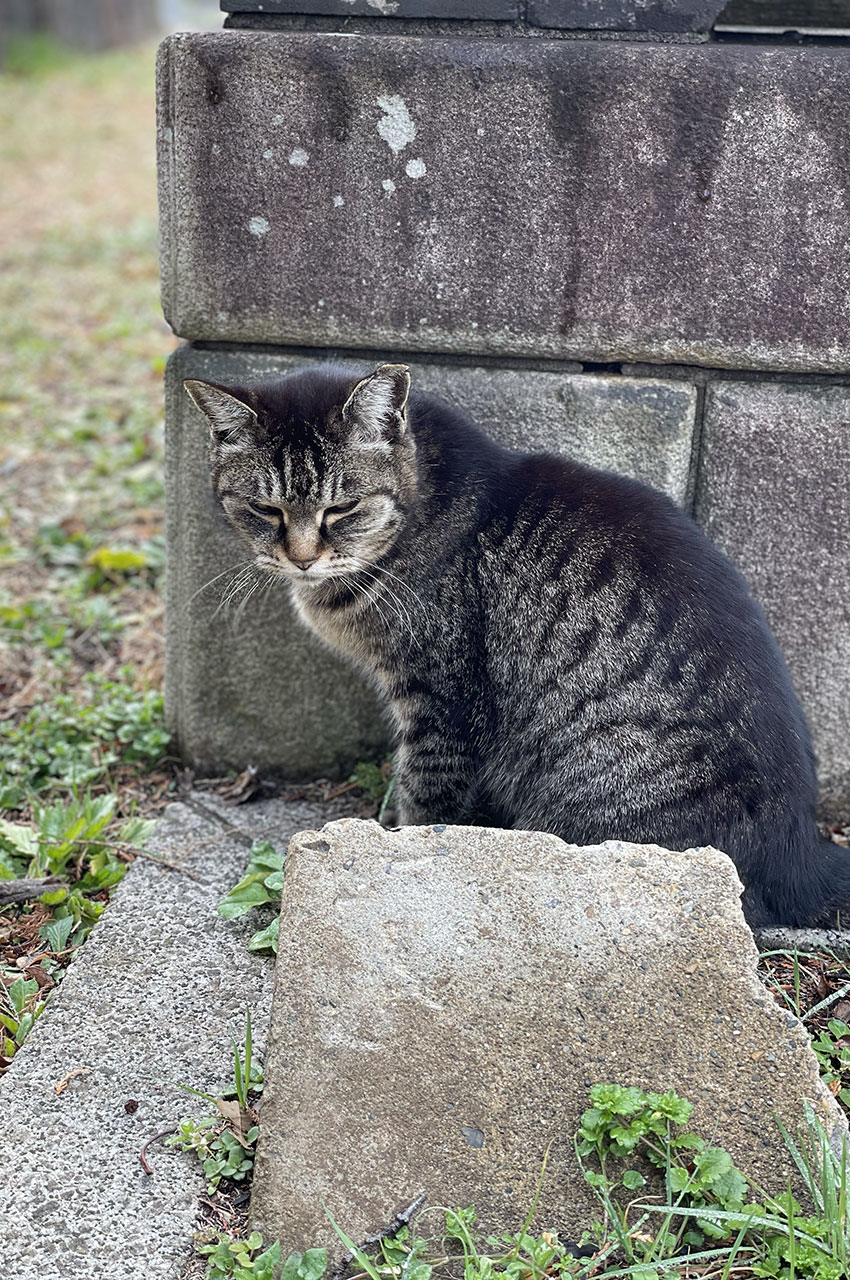 De nombreux chats habitent le cimetière de Yanaka