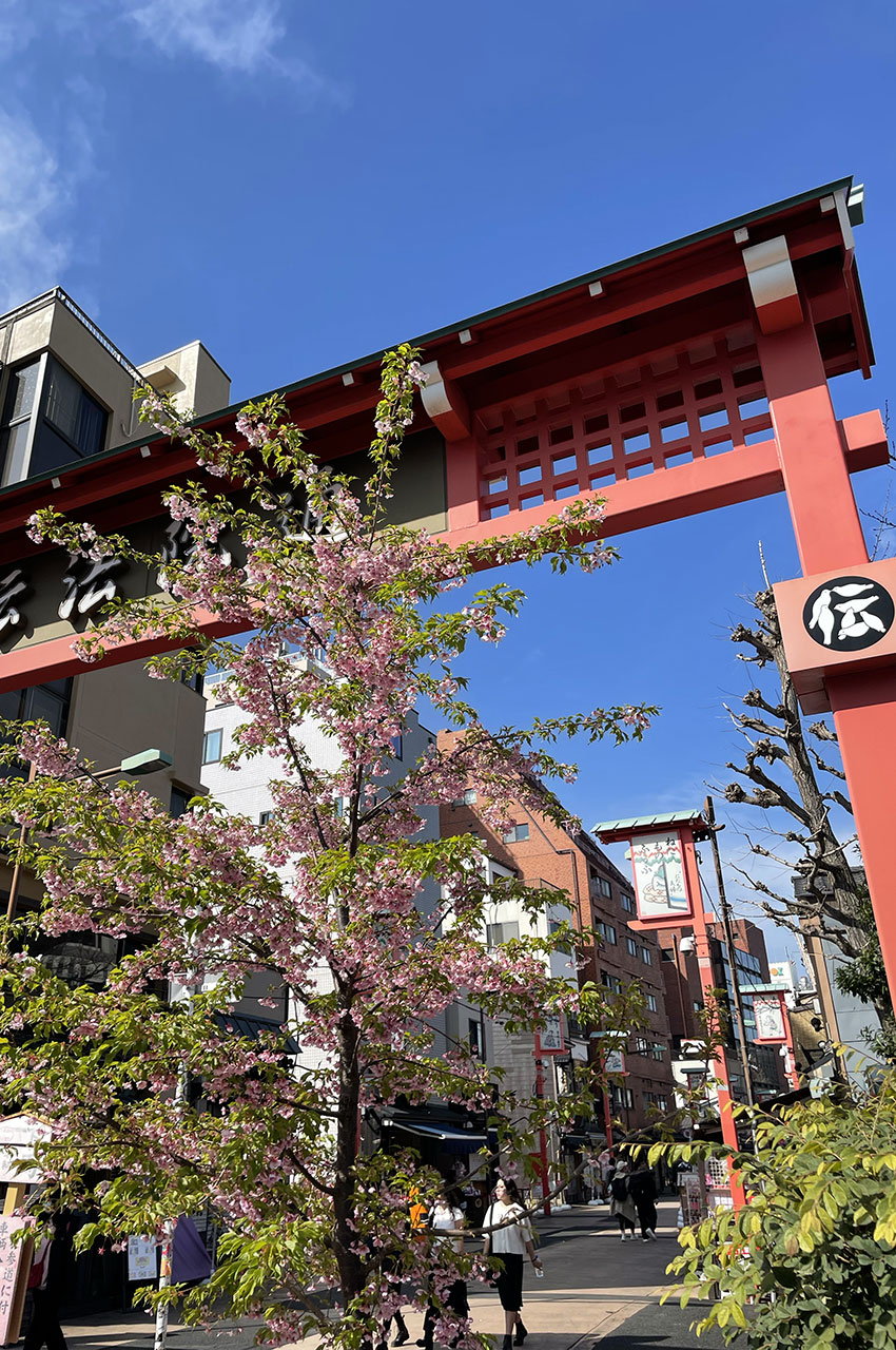 Cerisier en fleurs au début de la rue Nakamise-dori