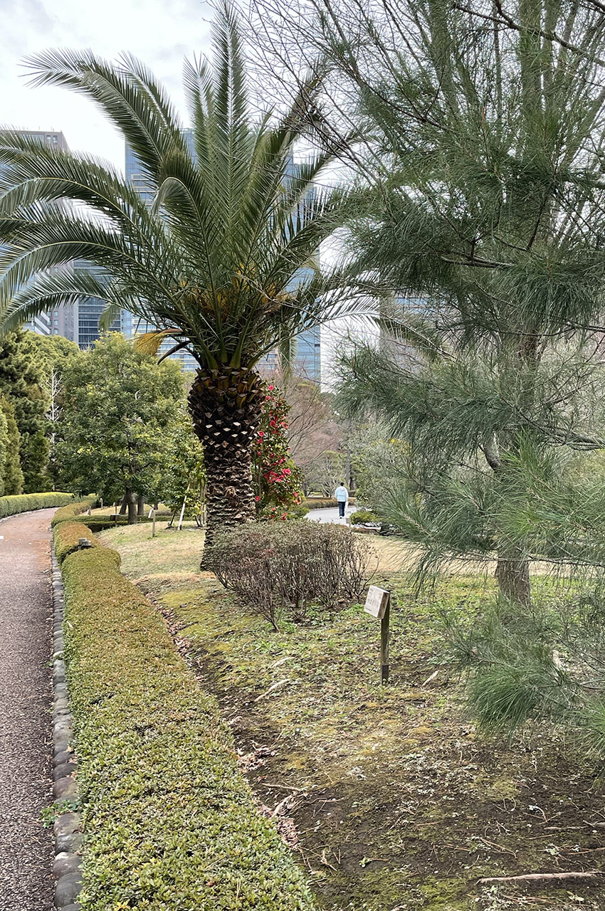 Dans les allées des jardins de l'Est du Palais impérial de Tokyo Dans les allées des jardins de l'Est du Palais impérial de Tokyo
