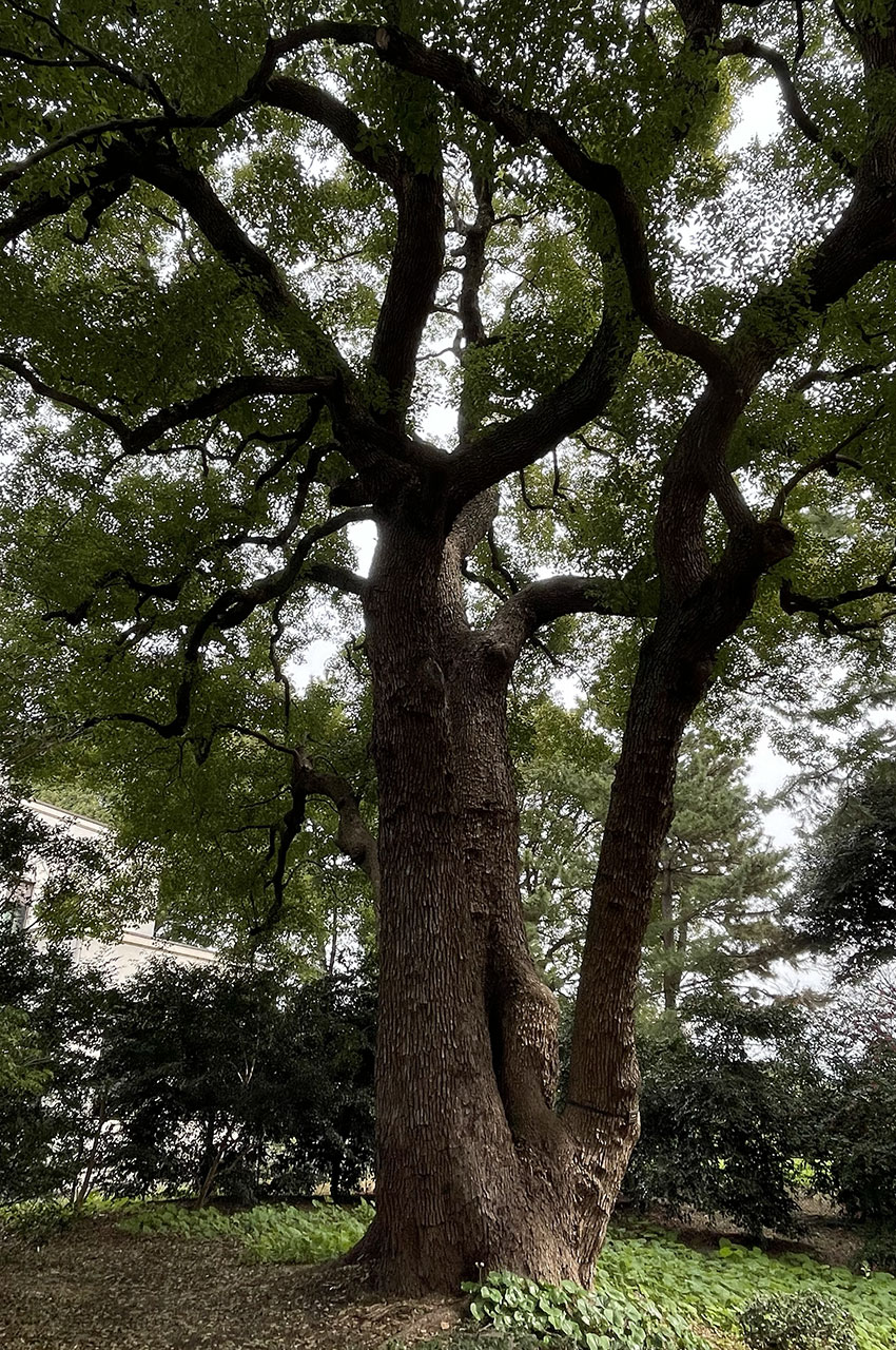 Bel arbre dans les jardins du Palais impérial Bel arbre dans les jardins du Palais impérial